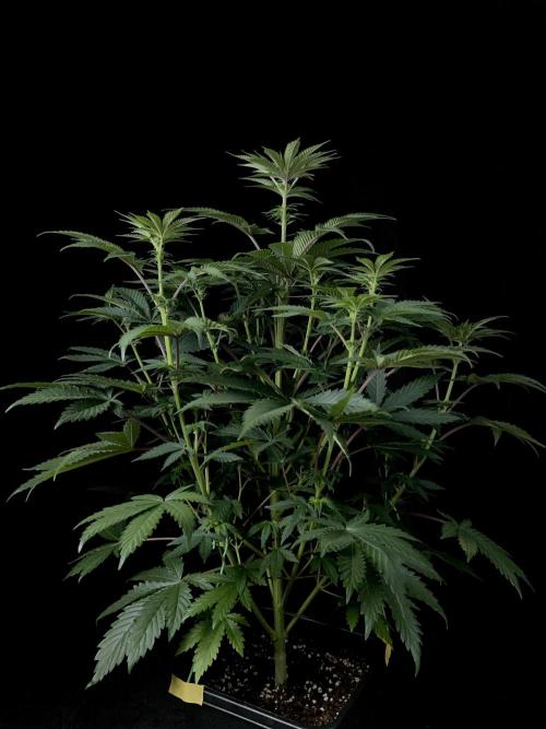 Purple Headies Pheno Hunt. Week 7