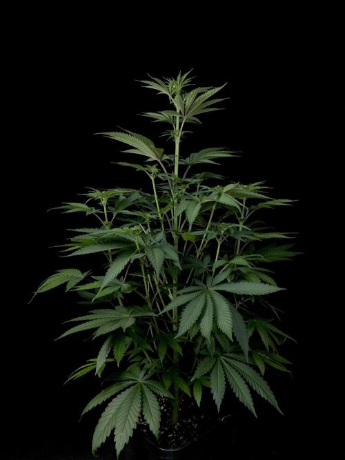 Purple Headies Pheno Hunt. Week 7