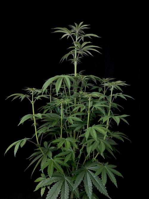 Purple Headies Pheno Hunt. Week 7