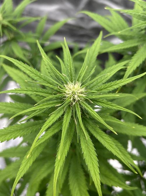 Jack in da Box. Week 8