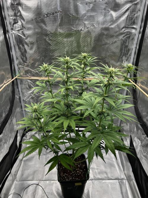 Jack in da Box. Week 8