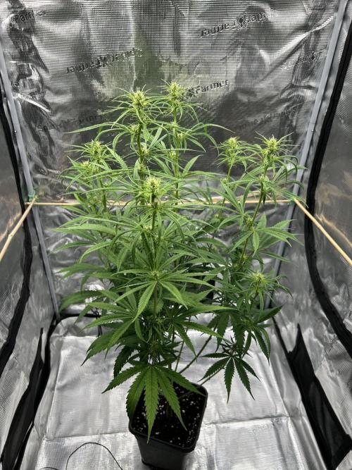 Jack in da Box. Week 8