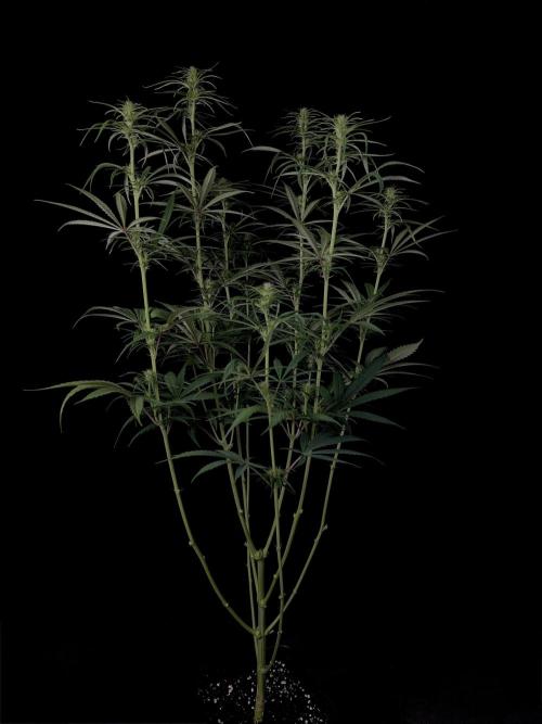 Jack in da Box. Week 8
