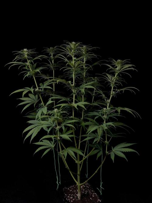 Jack in da Box. Week 8