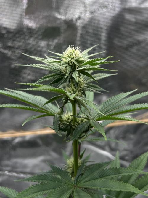Purple Headies Pheno Hunt. Week 8