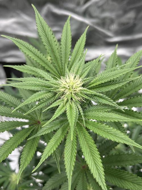 Purple Headies Pheno Hunt. Week 8