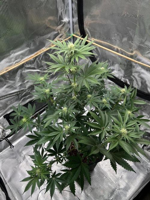 Purple Headies Pheno Hunt. Week 8