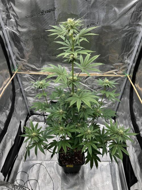 Purple Headies Pheno Hunt. Week 8