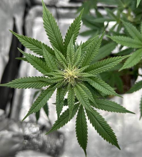 Purple Headies Pheno Hunt. Week 8