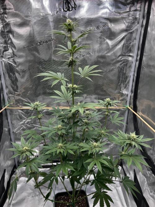 Purple Headies Pheno Hunt. Week 8