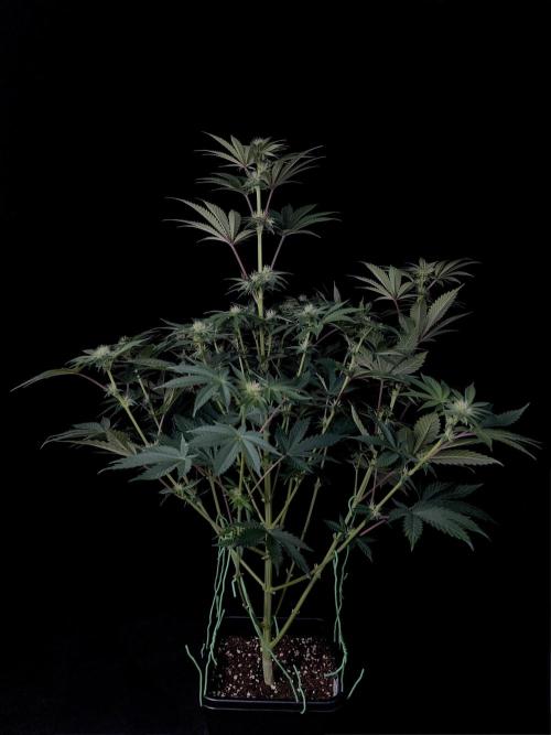 Purple Headies Pheno Hunt. Week 8