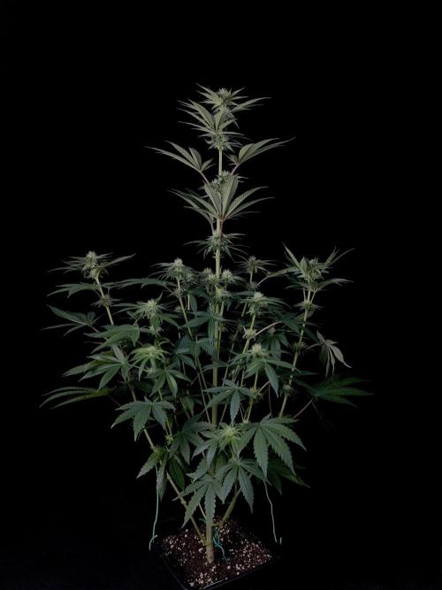 Purple Headies Pheno Hunt. Week 8