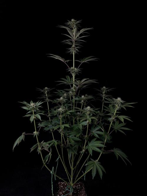 Purple Headies Pheno Hunt. Week 8