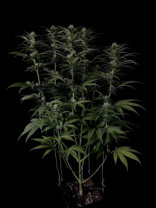 Jack in da Box. Week 9