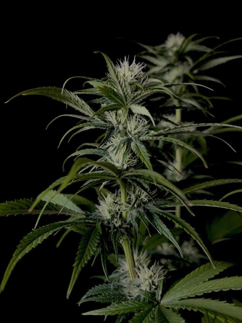 Jack in da Box. Week 9