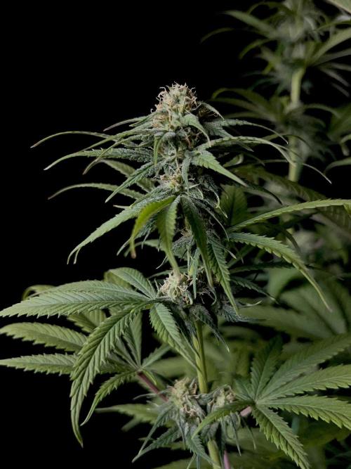 Jack in da Box. Week 9