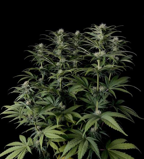Jack in da Box. Week 9