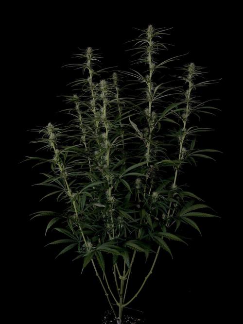 Jack in da Box. Week 9