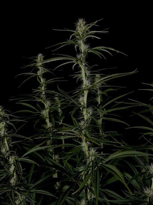 Jack in da Box. Week 9