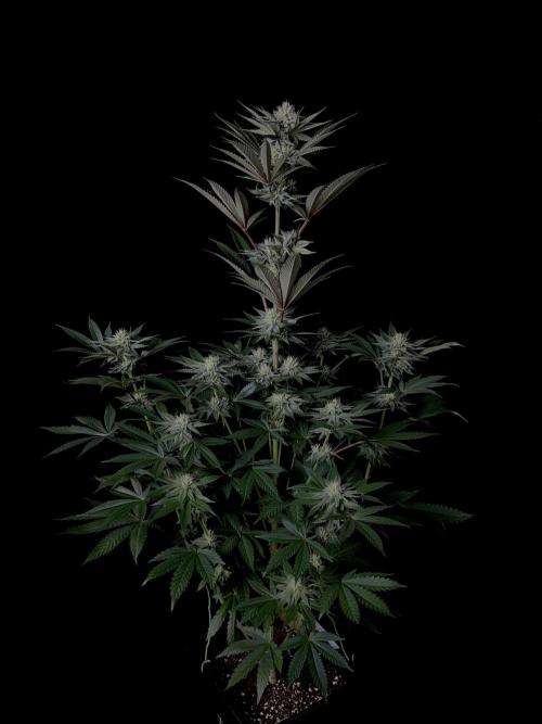 Purple Headies Pheno Hunt. Week 9