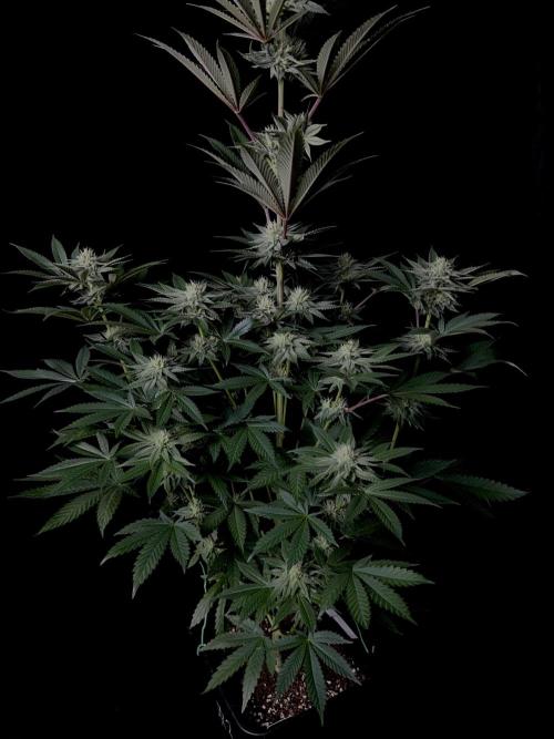 Purple Headies Pheno Hunt. Week 9