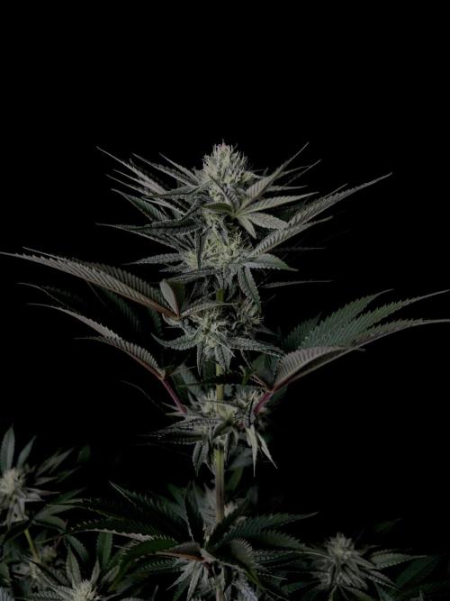 Purple Headies Pheno Hunt. Week 9