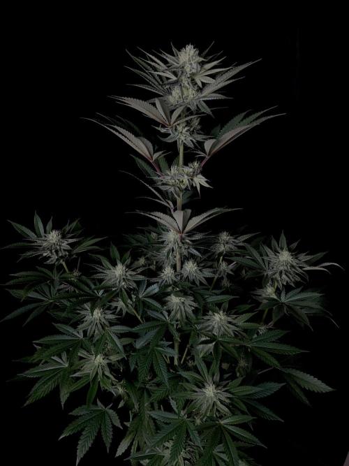 Purple Headies Pheno Hunt. Week 9
