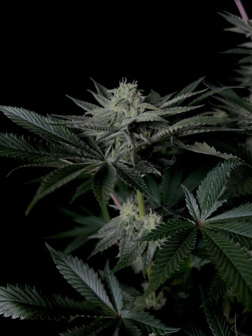 Purple Headies Pheno Hunt. Week 9