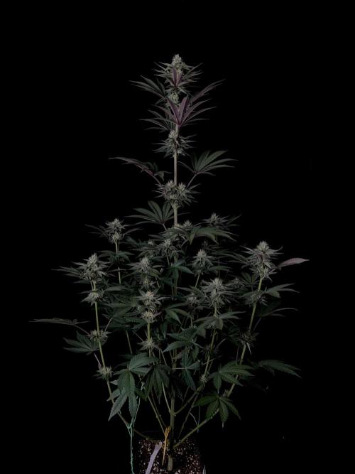 Purple Headies Pheno Hunt. Week 9