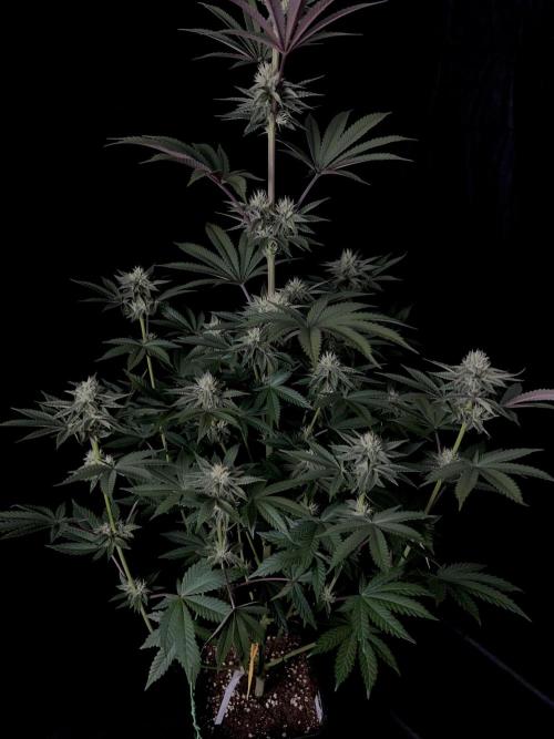 Purple Headies Pheno Hunt. Week 9