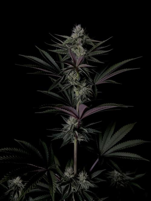 Purple Headies Pheno Hunt. Week 9