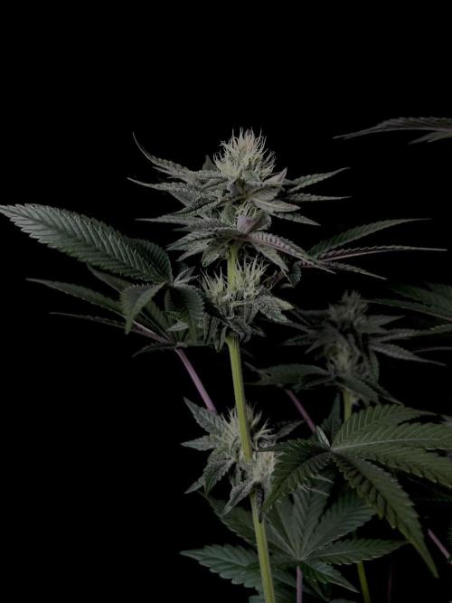 Purple Headies Pheno Hunt. Week 9