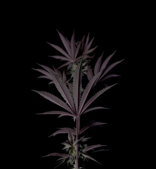 Purple Headies Pheno Hunt. Week 9