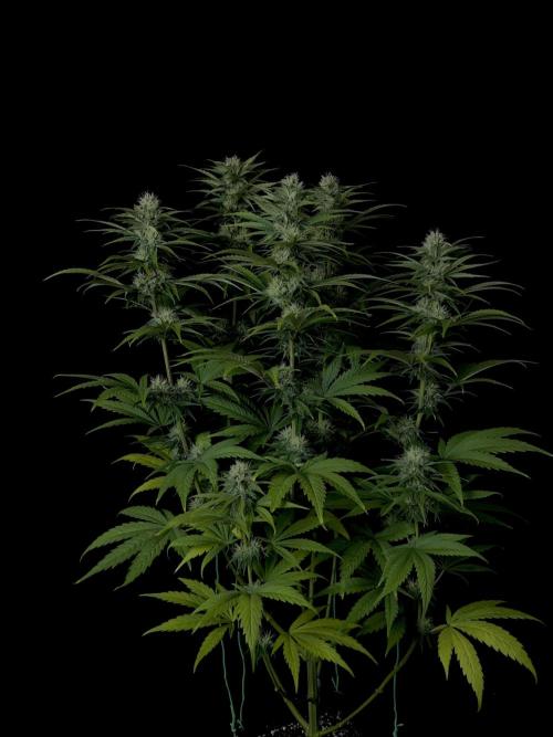 Jack in da Box. Week 10