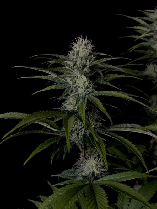 Jack in da Box. Week 10