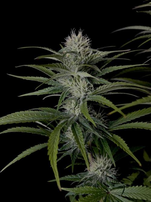 Jack in da Box. Week 10