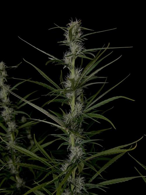Jack in da Box. Week 10