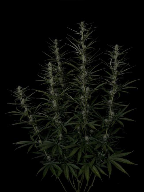 Jack Herer. Week 10