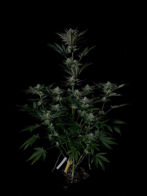 Purple Headies Pheno Hunt. Week 10