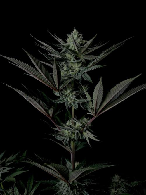 Purple Headies Pheno Hunt. Week 10