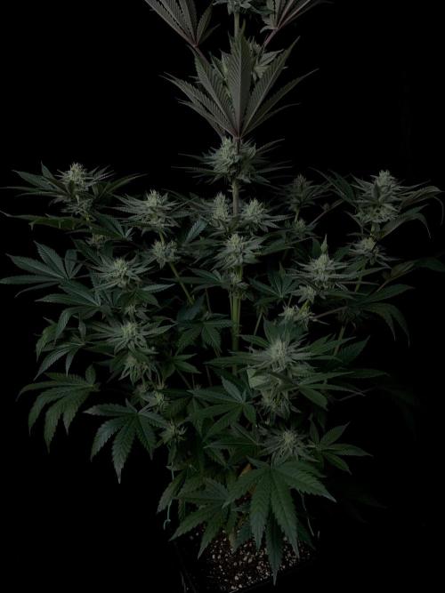 Purple Headies Pheno Hunt. Week 10