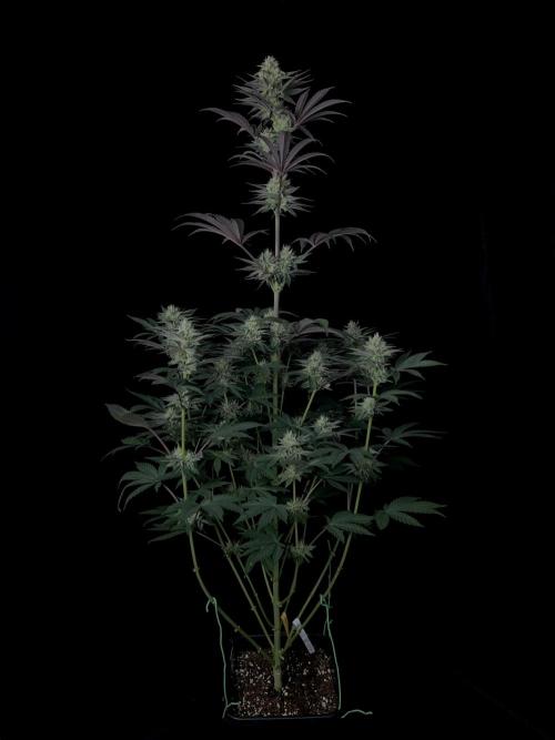 Purple Headies Pheno Hunt. Week 10