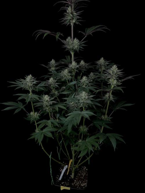 Purple Headies Pheno Hunt. Week 10