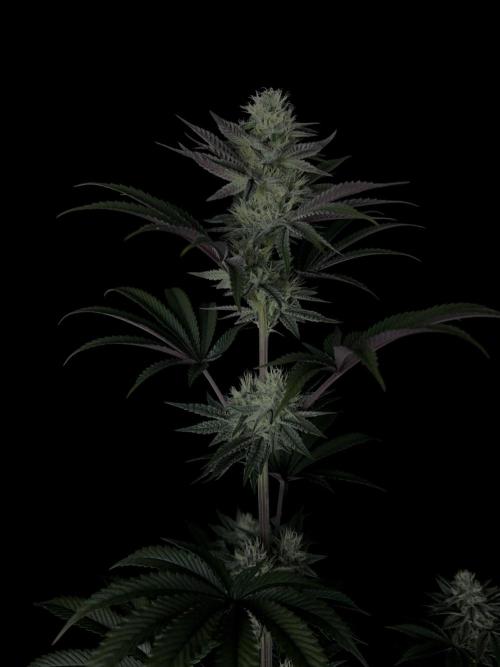 Purple Headies Pheno Hunt. Week 10