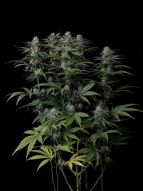 Jack in da Box. Week 11