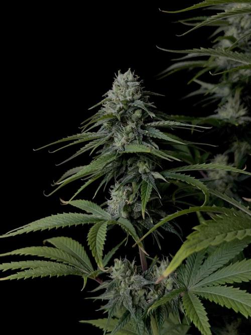 Jack in da Box. Week 11