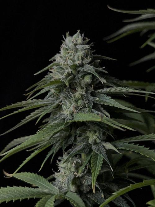 Jack in da Box. Week 11