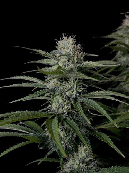 Jack in da Box. Week 11