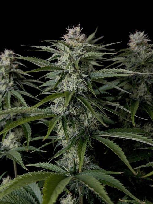 Jack in da Box. Week 11