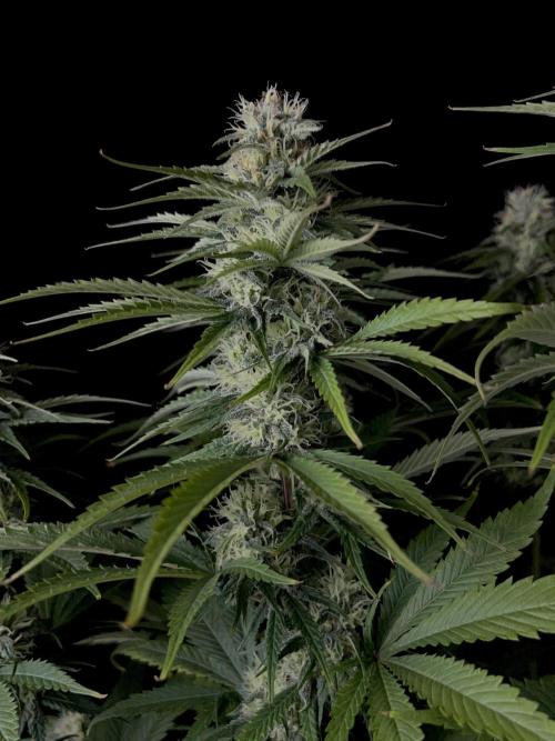 Jack in da Box. Week 11
